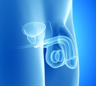 Urologia